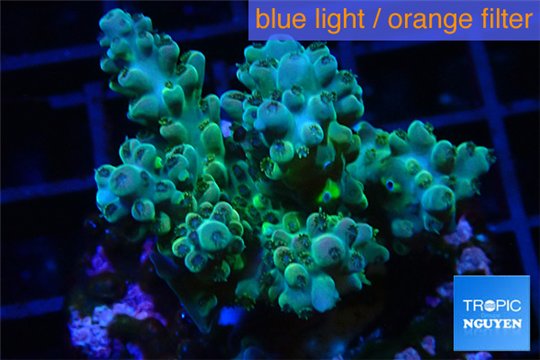 Acropora golden green purple Australia 3-5 cm WYSIWYG acclimaté