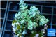 Acropora golden green purple Australia 3-5 cm WYSIWYG acclimaté