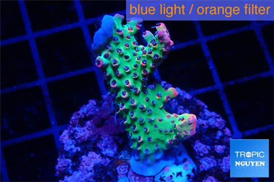 Acropora strawberry Australia 2-4 cm WYSIWYG acclimaté