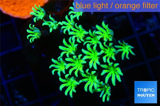 Tubipora musica golden green 2-4 cm WYSIWYG acclimaté