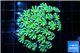Tubipora musica golden green 2-4 cm WYSIWYG acclimaté