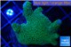 Montipora digitata green 2-4 cm WYSIWYG acclimaté
