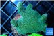 Montipora digitata green 2-4 cm WYSIWYG acclimaté