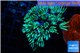 Tubipora musica green 2-4 cm WYSIWYG acclimaté