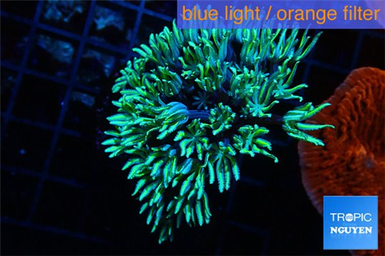 Tubipora musica green 2-4 cm WYSIWYG acclimaté