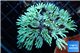 Tubipora musica green 2-4 cm WYSIWYG acclimaté