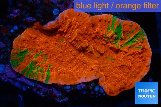 Montipora graphted 2-3 cm WYSIWYG acclimaté