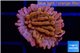 Montipora red & purple polyps 1-2 cm WYSIWYG acclimaté