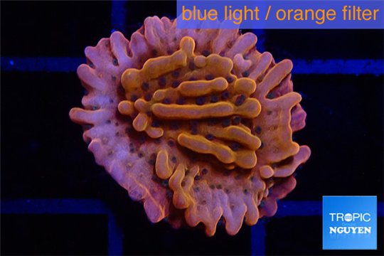 Montipora red & purple polyps 1-2 cm WYSIWYG acclimaté