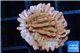 Montipora red & purple polyps 1-2 cm WYSIWYG acclimaté