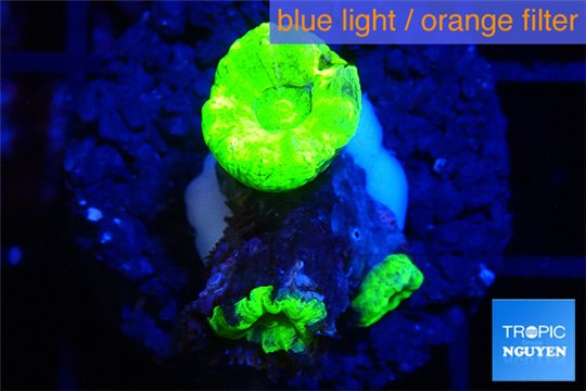 Caulastrea neon green 1 polyp WYSIWYG acclimaté
