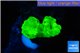 Caulastrea neon green 2 polyps WYSIWYG acclimaté