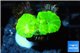 Caulastrea neon green 2 polyps WYSIWYG acclimaté