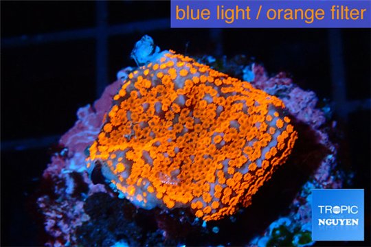 Montipora danae red poker star 1-2 cm WYSIWYG acclimaté