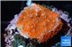 Montipora danae red poker star 1-2 cm WYSIWYG acclimaté