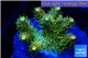 Acropora pink toxic green polyps 2-4 cm WYSIWYG acclimaté