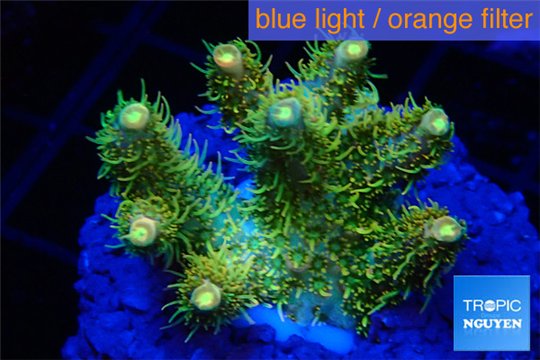 Acropora pink toxic green polyps 2-4 cm WYSIWYG acclimaté