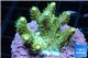 Acropora pink toxic green polyps 2-4 cm WYSIWYG acclimaté