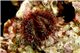 Oursin tripneustes gratilla 5-7 cm
