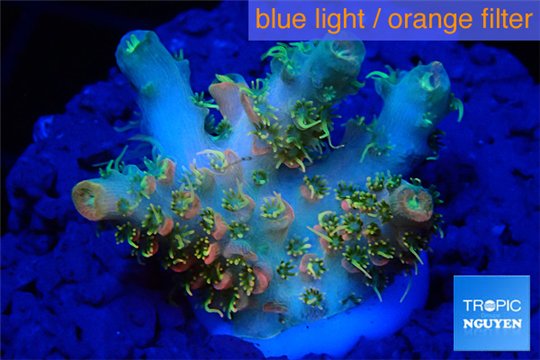 Acropora pink toxic green polyps 2-3 cm WYSIWYG acclimaté