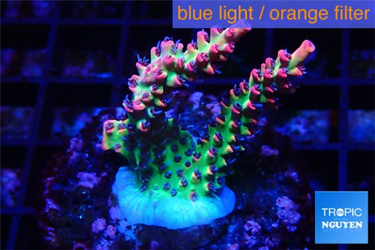 Acropora strawberry short cake Australia premium 2-4 cm WYSIWYG acclimaté