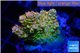 Acropora sunset Australia premium 2-4 cm WYSIWYG acclimaté