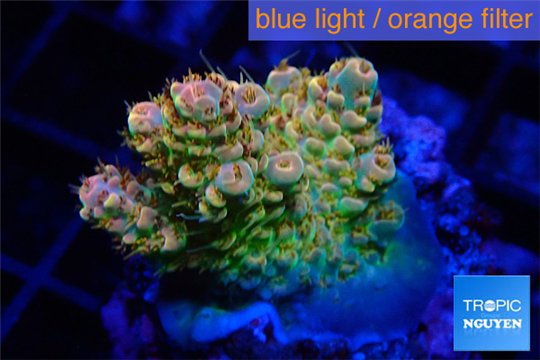 Acropora sunset Australia premium 2-4 cm WYSIWYG acclimaté