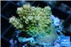 Acropora sunset Australia premium 2-4 cm WYSIWYG acclimaté