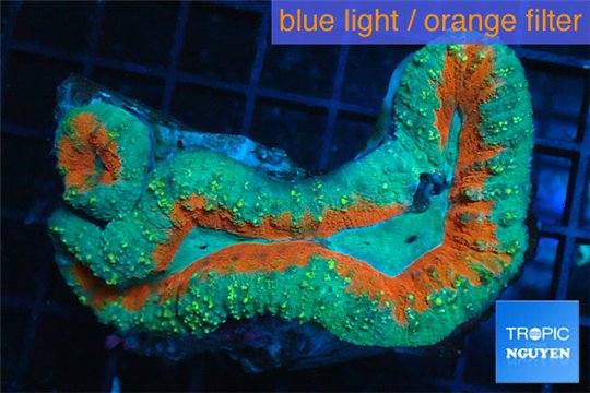 Lobophyllia red green 6-8 cm WYSIWYG acclimaté
