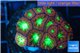 Blastomussa merletti red green 3-4 cm WYSIWYG acclimaté