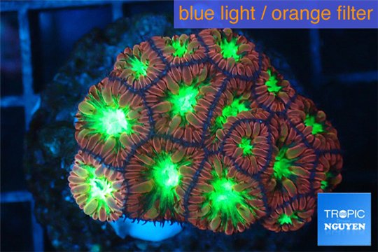 Blastomussa merletti red green 3-4 cm WYSIWYG acclimaté