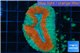 Lobophyllia red green 4-6 cm WYSIWYG acclimaté