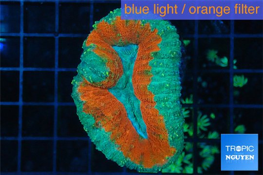 Lobophyllia red green 4-6 cm WYSIWYG acclimaté