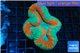 Lobophyllia red green 4-6 cm WYSIWYG acclimaté
