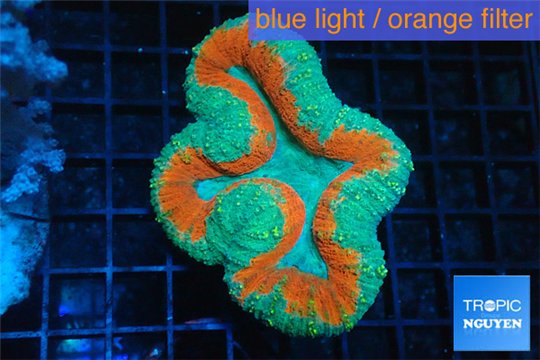 Lobophyllia red green 4-6 cm WYSIWYG acclimaté