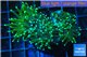Euphyllia glabrescens gold & yellow tip 6-9 cm WYSIWYG acclimaté