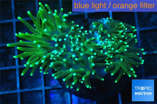 Euphyllia glabrescens gold & yellow tip 6-9 cm WYSIWYG acclimaté