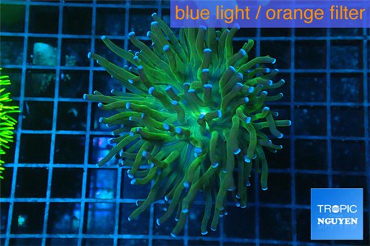 Euphyllia glabrescens hell fire 4-7 cm WYSIWYG acclimaté