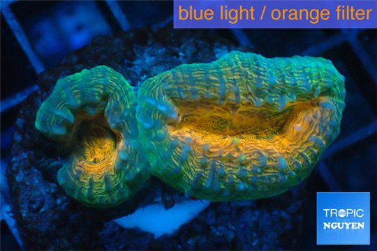 Lobophyllia orange green 3-6 cm WYSIWYG acclimaté