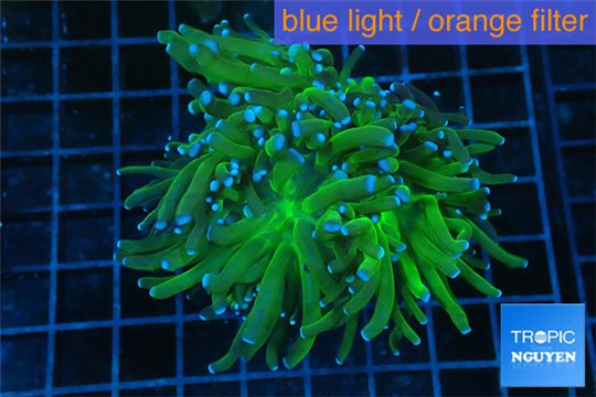 Euphyllia glabrescens gold & yellow tip 6-9 cm WYSIWYG acclimaté