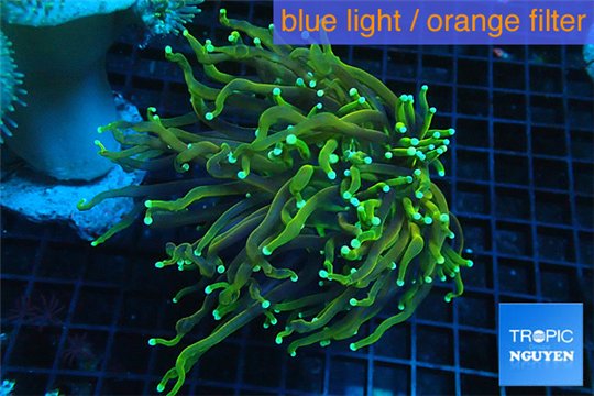Euphyllia glabrescens hell fire 4-7 cm WYSIWYG acclimaté