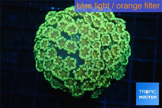 Alveopora green & orange 4-6 cm WYSIWYG acclimaté