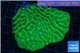 Platygyra neon green 8-13 cm WYSIWYG acclimaté