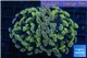 Euphyllia paraancora orange golden 3-6 cm WYSIWYG acclimaté