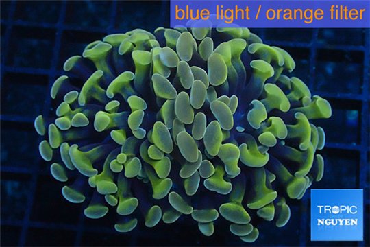 Euphyllia paraancora orange golden 3-6 cm WYSIWYG acclimaté