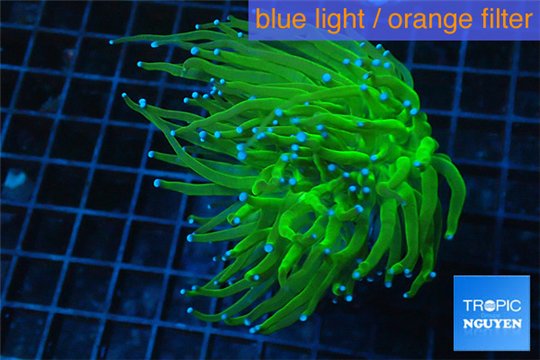 Euphyllia glabrescens hell fire 5-7 cm WYSIWYG acclimaté