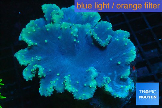 Sinularia dura neon green ufo 7-12 cm WYSIWYG acclimaté