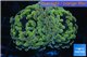 Euphyllia paraancora orange golden 3-6 cm WYSIWYG acclimaté