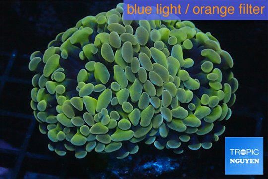 Euphyllia paraancora orange golden 3-6 cm WYSIWYG acclimaté