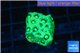 Favia neon green Australia 2-3 cm WYSIWYG acclimaté